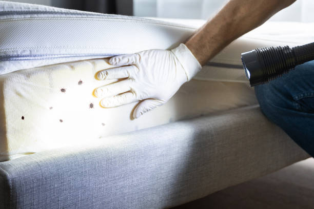 Best Best Pest Control Companies  in Seal Beach, CA