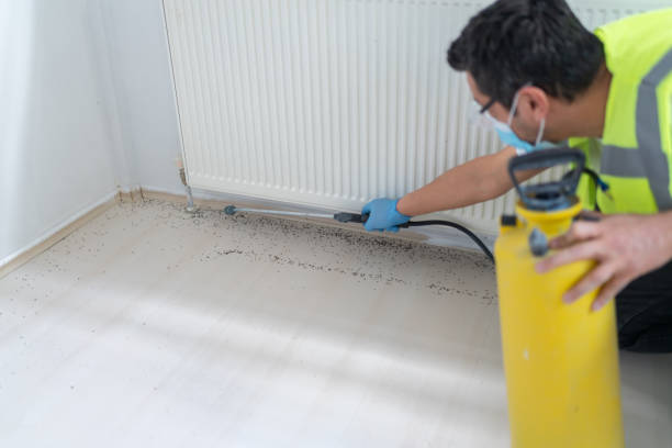 Best Pest Control Near Me  in Seal Beach, CA